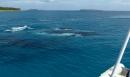 Humpback whales passing close to Tregoning
